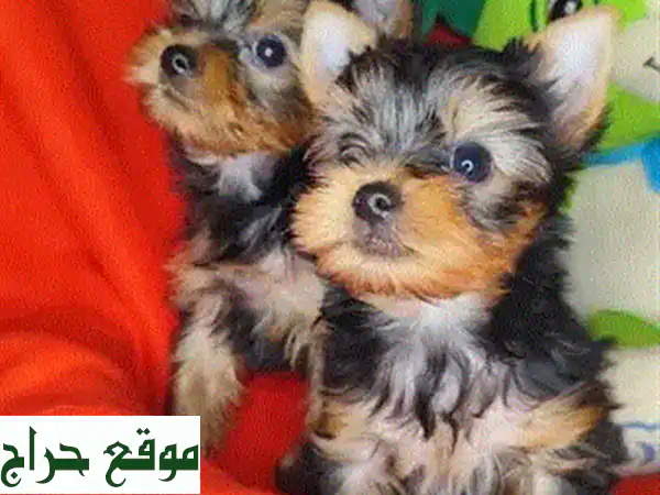 جرو بوميرانيان تي كاب ذكر للبيع - مطعم ومفحوص بالفيديوهات! 🐾 3