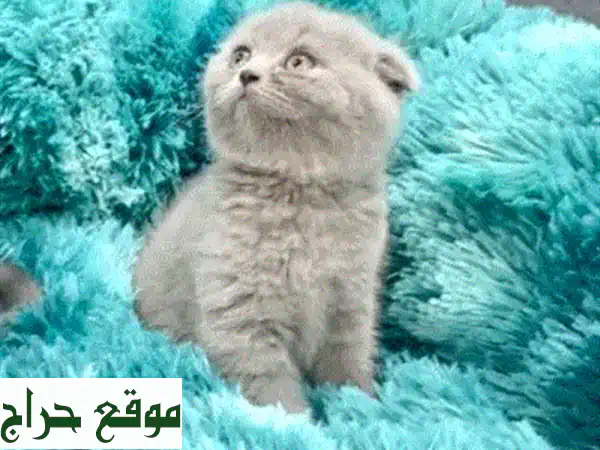 💎 كيتن روسي أزرق بيور للبيع - رفيقك المثالي ينتظرك! (توصيل متاح) 🐾 4
