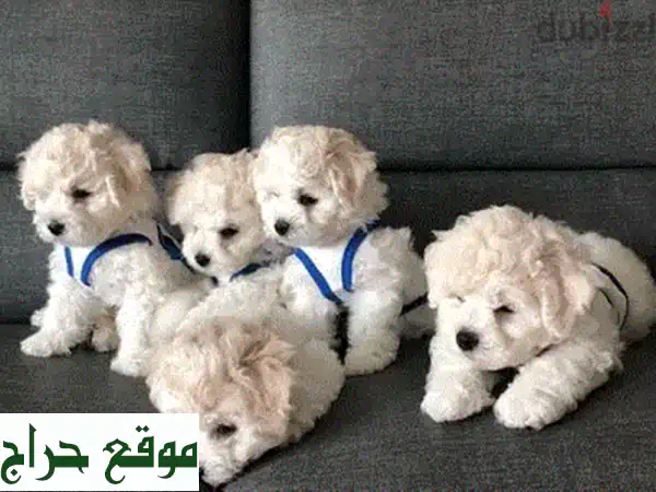 جرو بيشون فرنسي للبيع | أليف ومرح ومناسب للعائلات والشقق | توصيل متاح 2