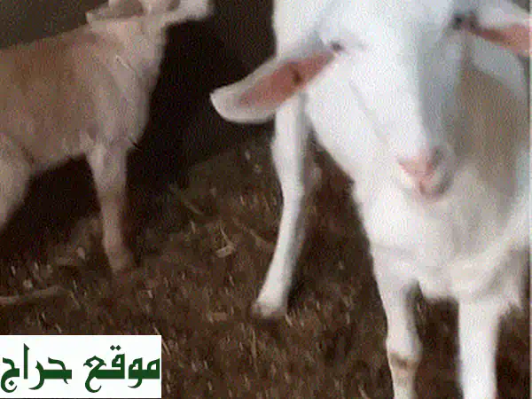 فرصة استثمارية نادرة: عنزتين حلوب للبيع! سويسرية أصيلة (مع جديتها) وفرنسية عشار – بـ 400$ فقط! 4
