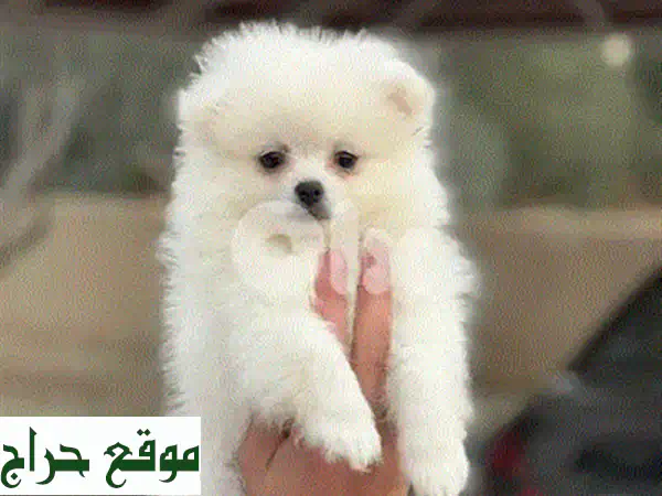 جرو بوميرانيان تي كاب ذكر للبيع - مطعم ومفحوص بالفيديوهات! 🐾 2