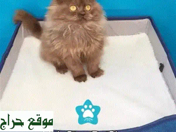 💎 كيتن روسي أزرق بيور للبيع - رفيقك المثالي ينتظرك! (توصيل متاح) 🐾 3