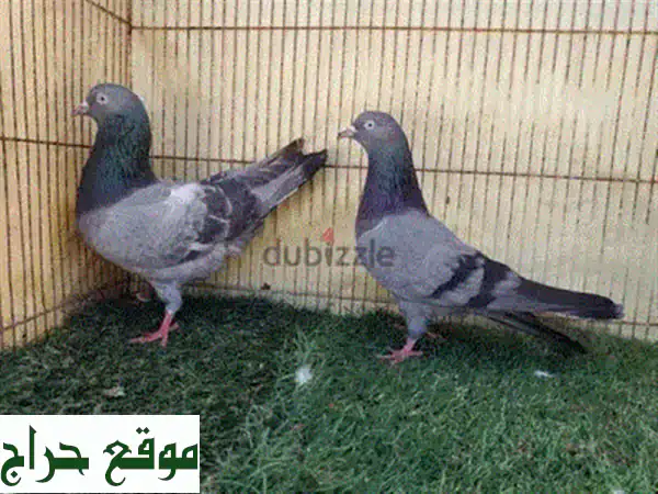 فرصة نادرة: حمام باكستاني تشينا ذكر أصيل للبيع - 20 ريال فقط! 4