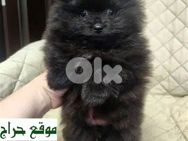 جرو بوميرانيان تي كاب ذكر للبيع - مطعم ومفحوص بالفيديوهات! 🐾 4