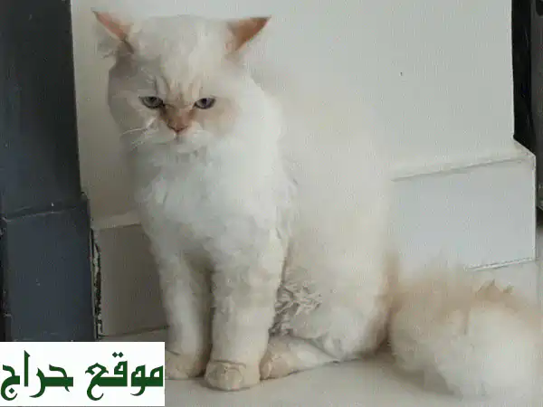 فرصة تبني قط شيرازي رائع (7-8 أشهر) | Persian Cat for Adoption - جاهز لمنزلك الجديد! 3