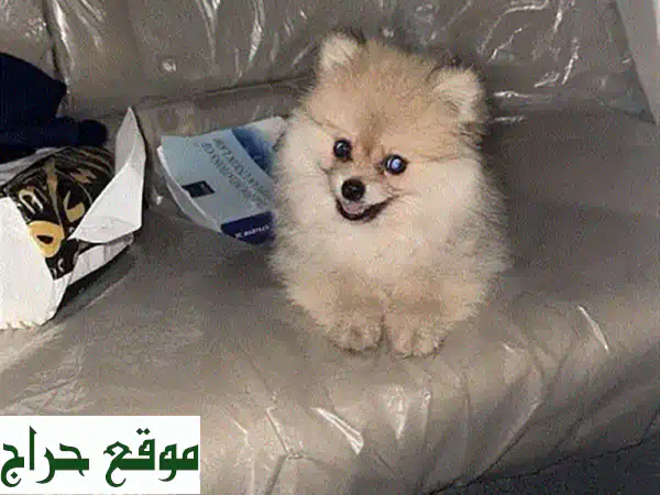 كلب برمرين مميز للبيع: رفيقك الوفي بعمر سنة واحدة جاهز لمنزل دافئ! 2