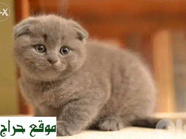 💎 كيتن روسي أزرق بيور للبيع - رفيقك المثالي ينتظرك! (توصيل متاح) 🐾 2