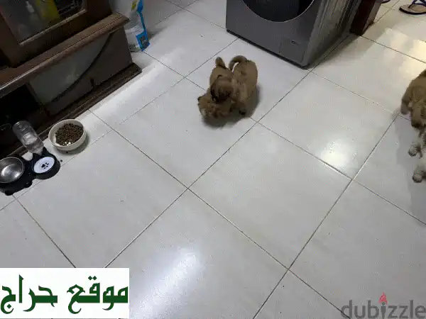 جرو شي تزو للبيع: سحر ودلال بعمر شهرين - 4 ذكور و 2 إناث جاهزون لمنزلك الجديد! 2