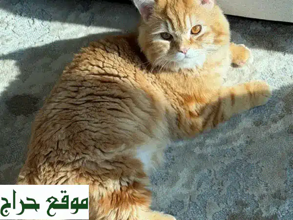 فرصة تبني قط شيرازي رائع (7-8 أشهر) | Persian Cat for Adoption - جاهز لمنزلك الجديد! 4