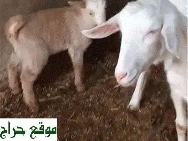فرصة استثمارية نادرة: عنزتين حلوب للبيع! سويسرية أصيلة (مع جديتها) وفرنسية عشار – بـ 400$ فقط! 3