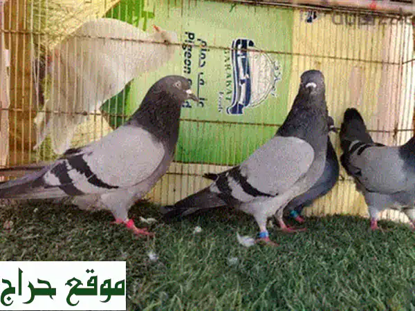 فرصة نادرة: حمام باكستاني تشينا ذكر أصيل للبيع - 20 ريال فقط! 2