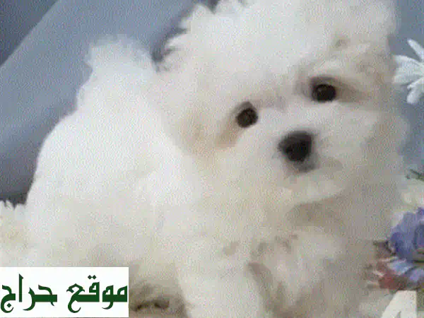 جرو بيشون فرنسي للبيع | أليف ومرح ومناسب للعائلات والشقق | توصيل متاح 4