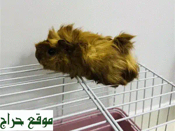 امتلك رفيقك الأخضر: فراخ ببغاء أخضر للبيع بالبحرين - صحة ونشاط لا يُضاهى! 3