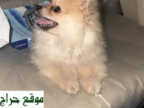 كلب برمرين مميز للبيع: رفيقك الوفي بعمر سنة واحدة جاهز لمنزل دافئ! 3