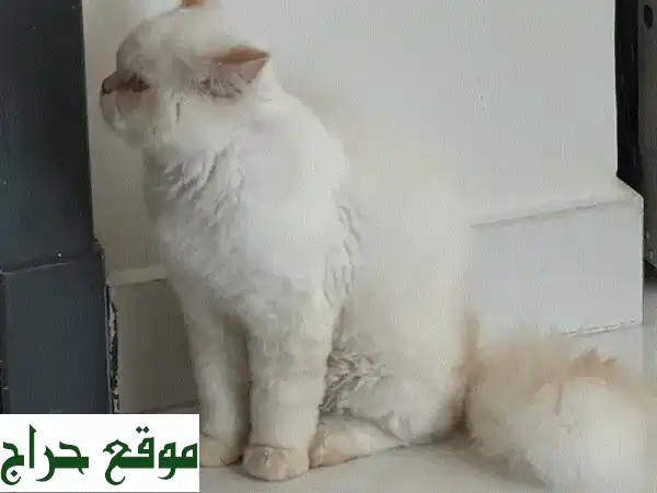 فرصة تبني قط شيرازي رائع (7-8 أشهر) | Persian Cat for Adoption - جاهز لمنزلك الجديد! 2