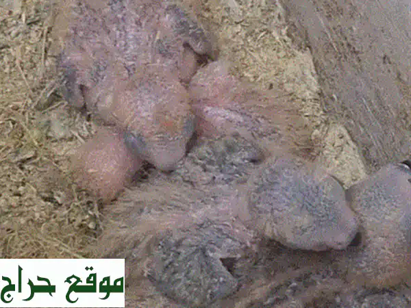 امتلك رفيقك الأخضر: فراخ ببغاء أخضر للبيع بالبحرين - صحة ونشاط لا يُضاهى! 2