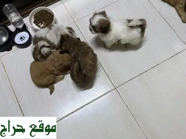 جرو شي تزو للبيع: سحر ودلال بعمر شهرين - 4 ذكور و 2 إناث جاهزون لمنزلك الجديد! 3