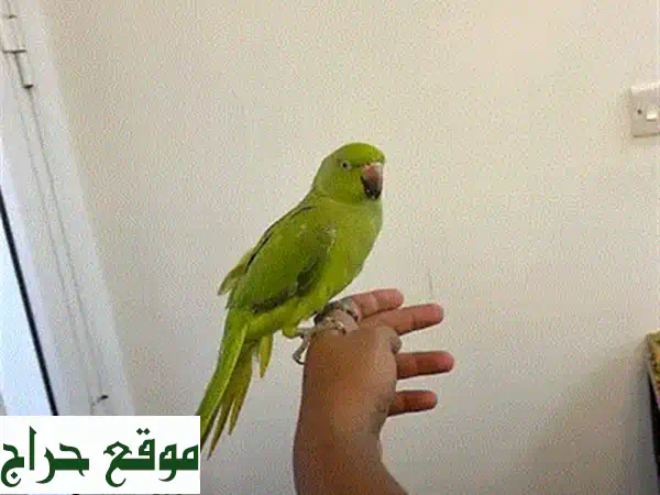 امتلك رفيقك الأخضر: فراخ ببغاء أخضر للبيع بالبحرين - صحة ونشاط لا يُضاهى! 4
