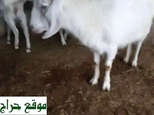 فرصة استثمارية نادرة: عنزتين حلوب للبيع! سويسرية أصيلة (مع جديتها) وفرنسية عشار – بـ 400$ فقط! 2