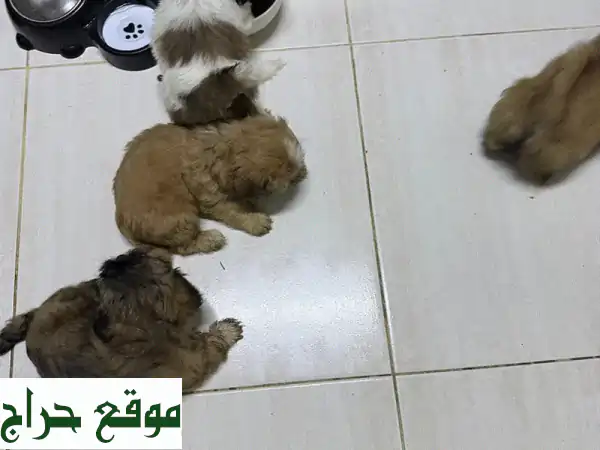 جرو شي تزو للبيع: سحر ودلال بعمر شهرين - 4 ذكور و 2 إناث جاهزون لمنزلك الجديد! 4