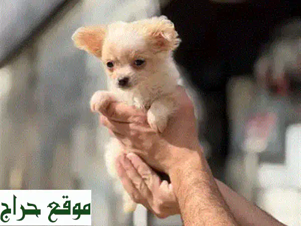 جرو بيشون فرنسي للبيع | أليف ومرح ومناسب للعائلات والشقق | توصيل متاح 3