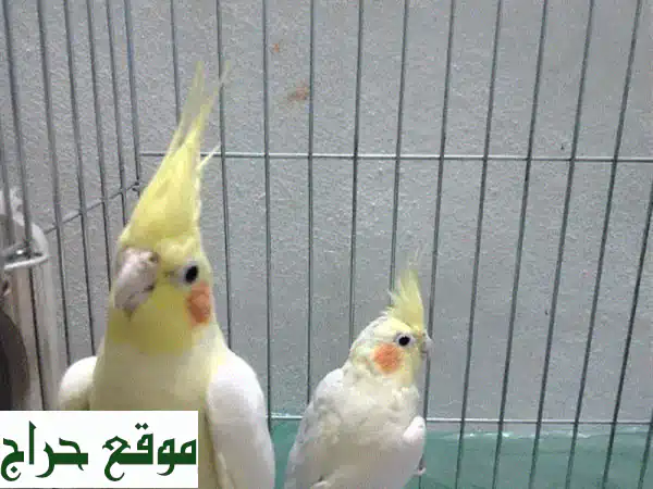 طيور كوكتيل أصيلة (غير مروّضة) للبيع في طرابلس - مخيم البداوي | ابدأ رحلة التدريب الفريدة!