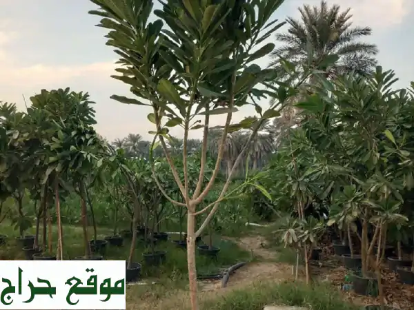 حديقتك حلمك واقع! 🌳 تصميم وتنسيق حدائق، ري آلي، تيل طبيعي وصناعي 4