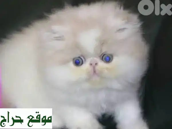 قطط شيرازي فارسية فاخرة للبيع: ذكور وإناث مدربة وجاهزة لمنزلك!
