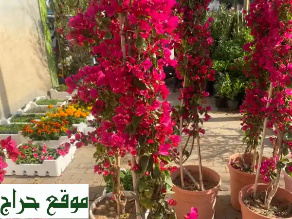 حديقتك أجمل: تصميم، زراعة، صيانة | ثيل طبيعي وصناعي بأسعار تنافسية 3