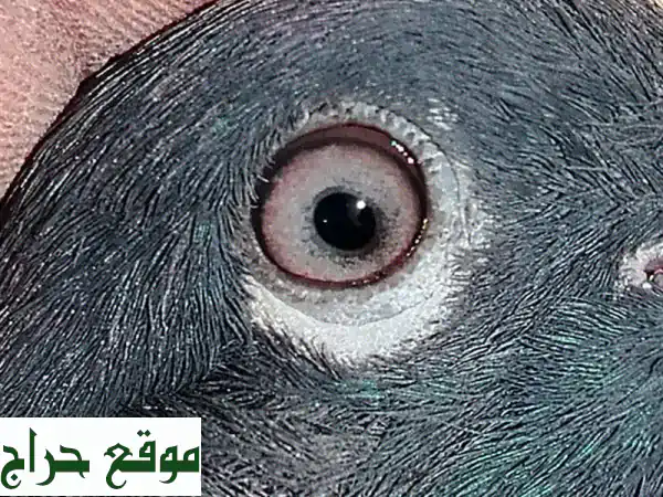 حمام باكستاني وشبرا فاخر للبيع: ذكور وإناث بـ 20 ريال فقط! 2