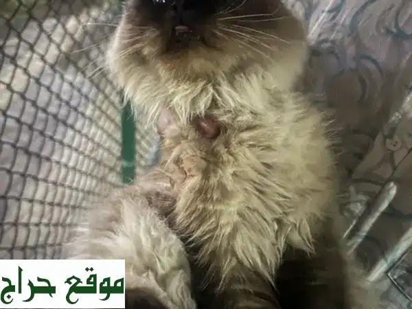 جد رفيقك المثالي: قطط للبيع وحيوانات أليفة | عروض مجانية ومذهلة بانتظارك!