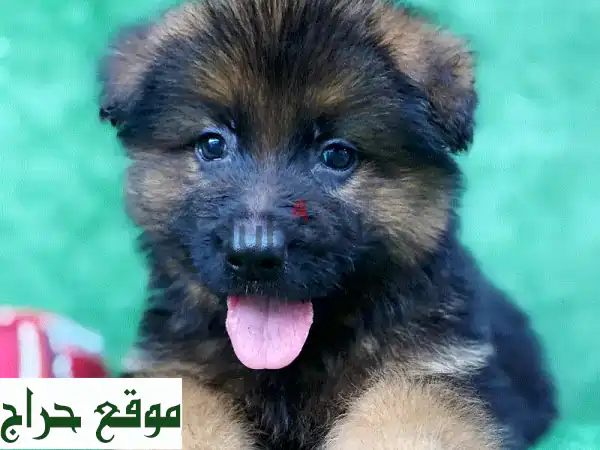 رفيقك المثالي بانتظارك! 🐾 كلاب يوركي، بودل، مالتيبو، بوميرانيان، شيتزو للبيع - مع جواز سفر وجاهزة لملء حياتك بالحب! (يبدأ من 50 د.ب) 4