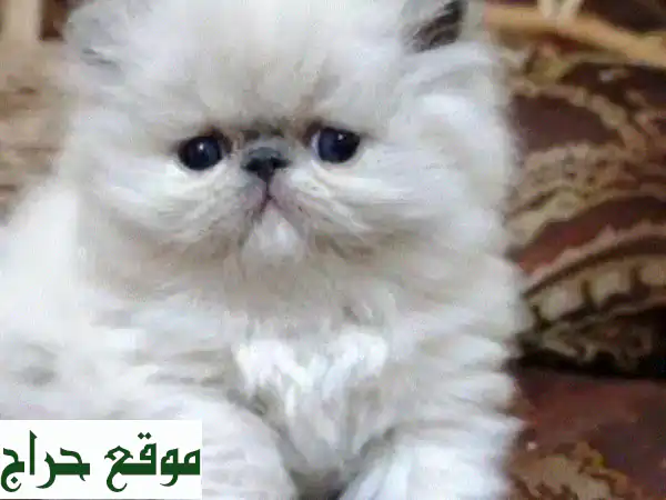 قطط شيرازي فارسية فاخرة للبيع: ذكور وإناث مدربة وجاهزة لمنزلك! 4