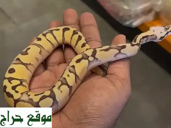 اكتشف عالم البايثون الفاتن: ثعابين صحية، متنوعة، جاهزة لبيتك! 3