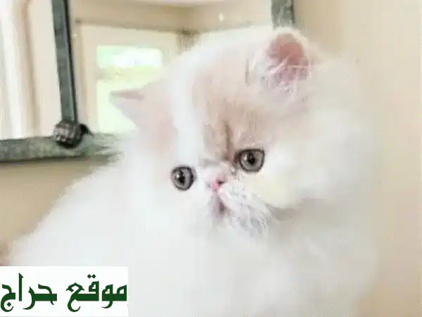 قطط شيرازي فارسية فاخرة للبيع: ذكور وإناث مدربة وجاهزة لمنزلك! 3