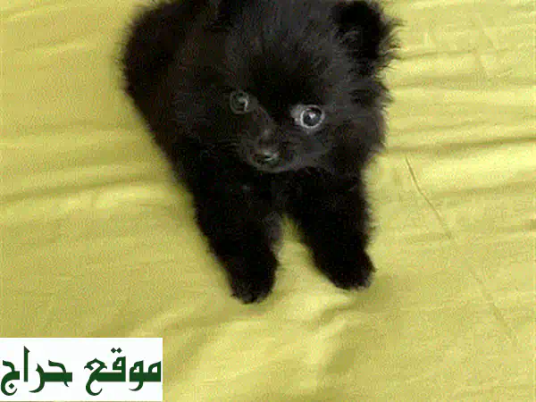 جرو لولو سبيتز للبيع | شهرين، مطعم، مدرب ومرح | رفيقك المثالي! 4