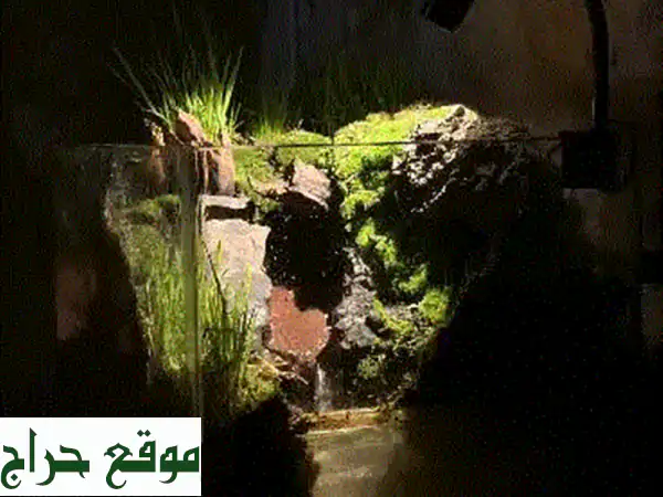 تيراريوم شلال مدمج فاخر للبيع | واحة طبيعية بنباتات وإضاءة دافئة 🌿 دكوانة / زحلة 2