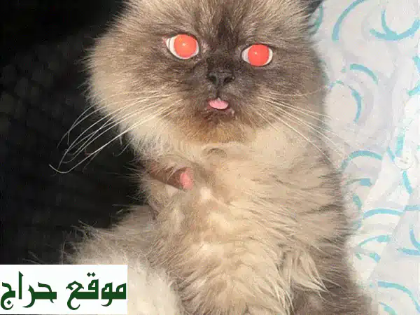 جد رفيقك المثالي: قطط للبيع وحيوانات أليفة | عروض مجانية ومذهلة بانتظارك! 3
