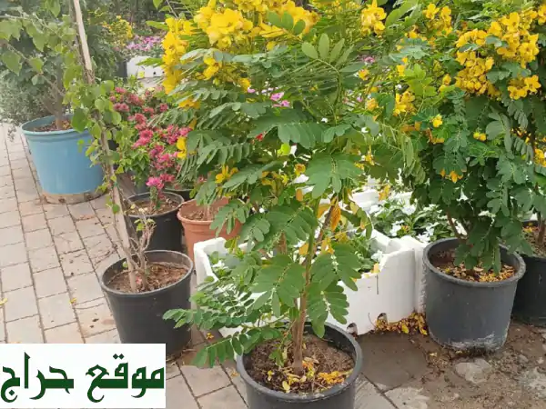 حديقتك حلمك واقع! 🌳 تصميم وتنسيق حدائق، ري آلي، تيل طبيعي وصناعي 3