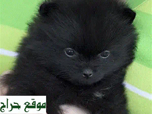 جرو لولو سبيتز للبيع | شهرين، مطعم، مدرب ومرح | رفيقك المثالي! 3