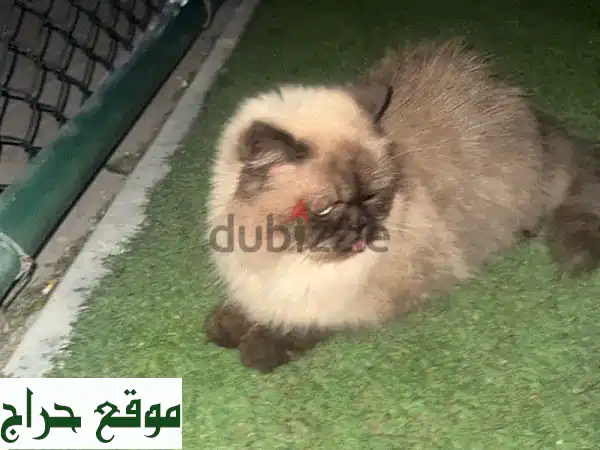 جد رفيقك المثالي: قطط للبيع وحيوانات أليفة | عروض مجانية ومذهلة بانتظارك! 4