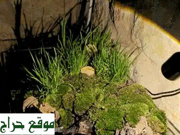 تيراريوم شلال مدمج فاخر للبيع | واحة طبيعية بنباتات وإضاءة دافئة 🌿 دكوانة / زحلة
