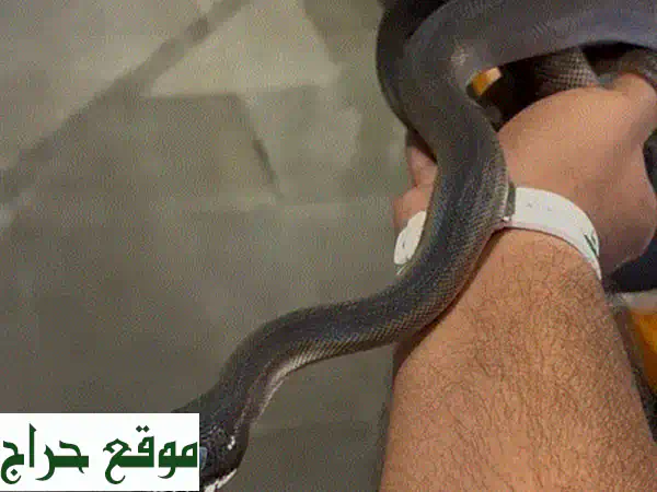 اكتشف عالم البايثون الفاتن: ثعابين صحية، متنوعة، جاهزة لبيتك! 2