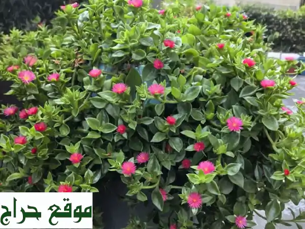 حديقتك حلمك واقع! 🌳 تصميم وتنسيق حدائق، ري آلي، تيل طبيعي وصناعي 2