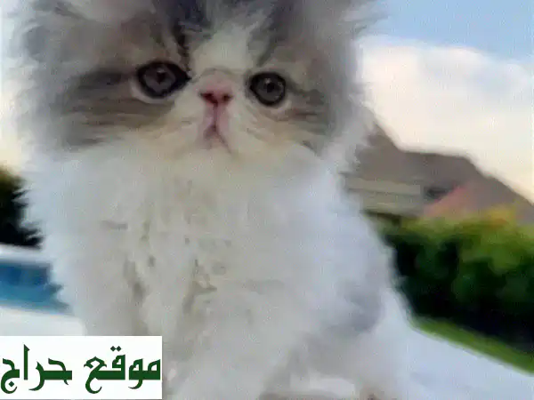قطط شيرازي فارسية فاخرة للبيع: ذكور وإناث مدربة وجاهزة لمنزلك! 2