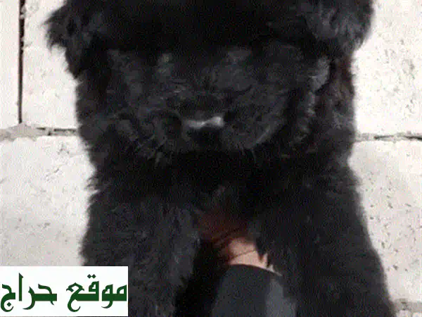 كلاب رويال بلاك فاخرة للبيع | جراء سوداء ملكية (ذكور وإناث) بجودة لا تُضاهى 2
