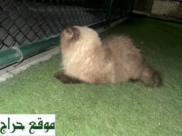 جد رفيقك المثالي: قطط للبيع وحيوانات أليفة | عروض مجانية ومذهلة بانتظارك! 2