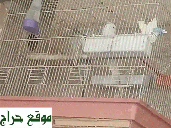 طيور كوكتيل أصيلة (غير مروّضة) للبيع في طرابلس - مخيم البداوي | ابدأ رحلة التدريب الفريدة! 2