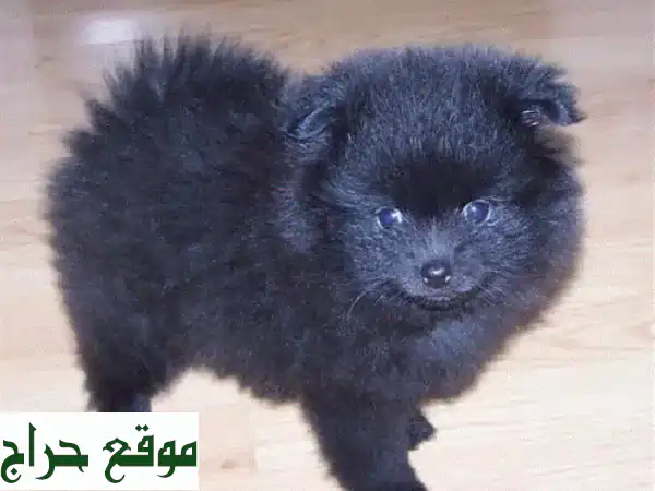 جرو لولو سبيتز للبيع | شهرين، مطعم، مدرب ومرح | رفيقك المثالي!