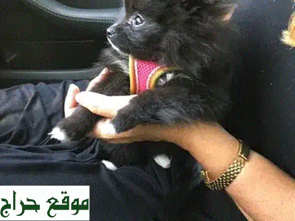جرو لولو سبيتز للبيع | شهرين، مطعم، مدرب ومرح | رفيقك المثالي! 2